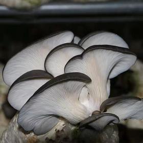 新鲜蘑菇平菇2斤/份