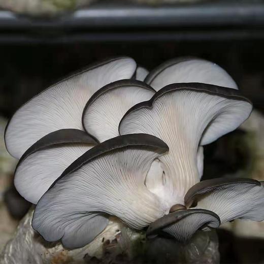 新鲜蘑菇平菇2斤/份 商品图0