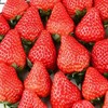 新鲜采摘草莓500克/份 商品缩略图1