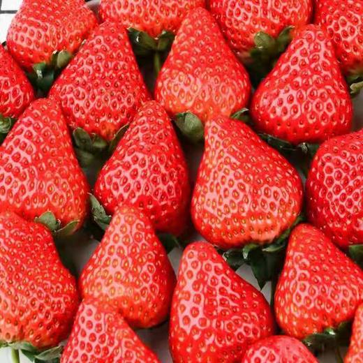 新鲜采摘草莓500克/份 商品图1