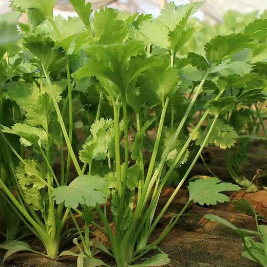 新鲜农家自种蔬菜香菜250克/份 商品图1