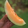 新疆哈密瓜特甜 3斤/份±250克 商品缩略图0