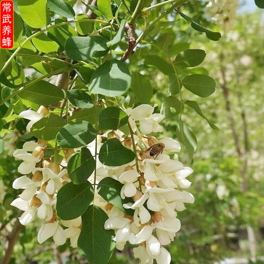 【常州馆】洋槐蜂蜜纯天然农家自产自销纯正宗槐花蜂蜜新鲜洋槐花蜂蜜1000克 商品图1