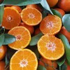 正宗广西砂糖橘500克 商品缩略图2