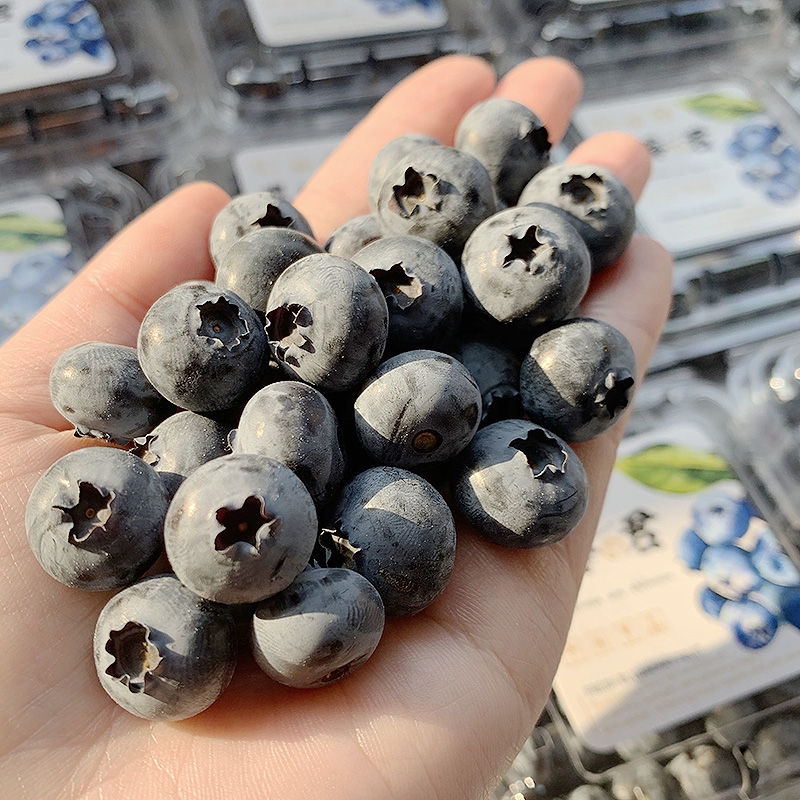 新鲜蓝莓中果125克/盒