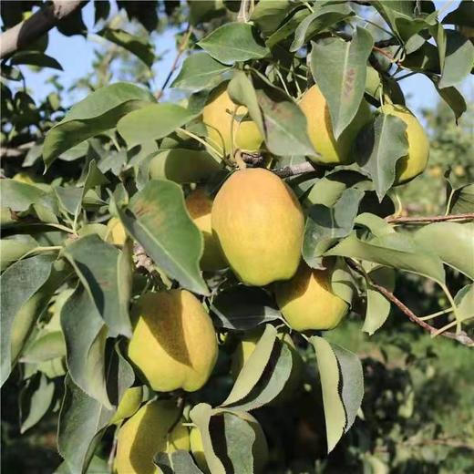 新疆库尔勒一级香梨500克/份 商品图1