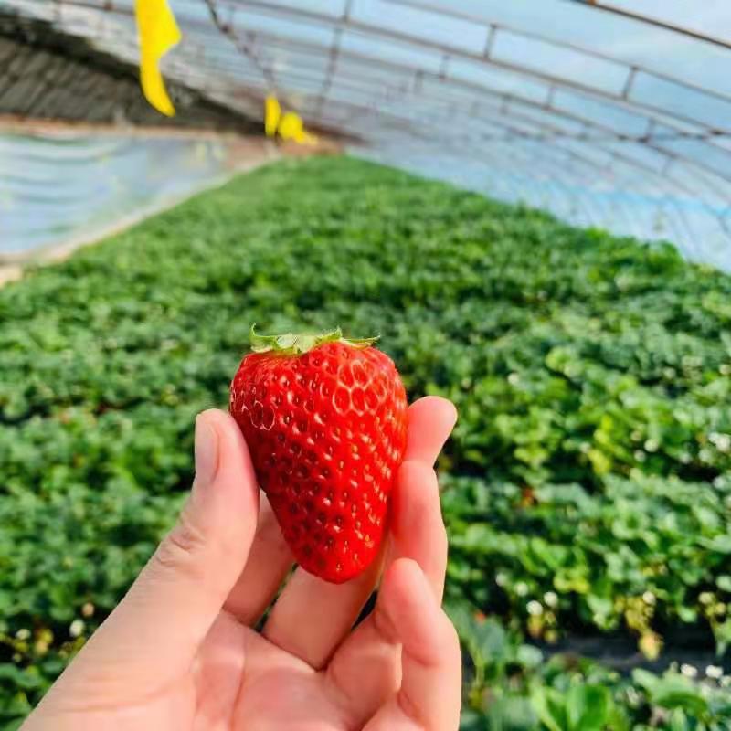 新鲜采摘草莓500克/份