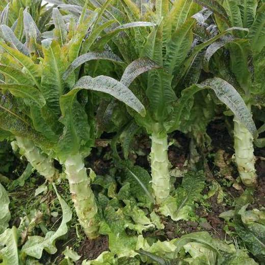 青笋棒（红叶） 500g 商品图1