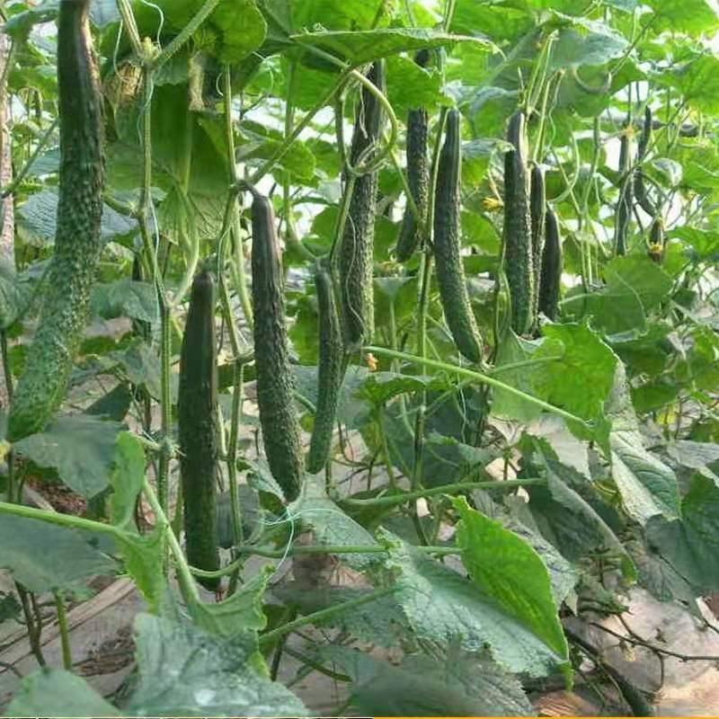 新鲜密刺绿心黄瓜3斤/份