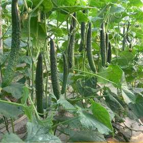 新鲜密刺绿心黄瓜3斤/份