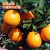 正宗赣南脐橙鲜甜多汁500克/份 商品缩略图1