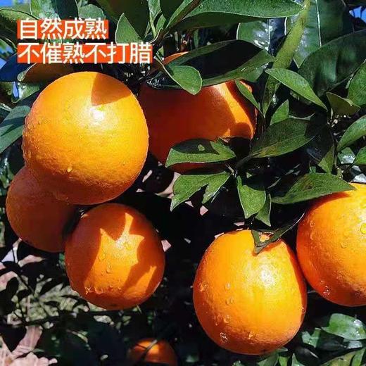 正宗赣南脐橙鲜甜多汁500克/份 商品图1