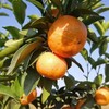 正宗广西砂糖橘500克 商品缩略图1