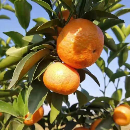 正宗广西砂糖橘500克 商品图1