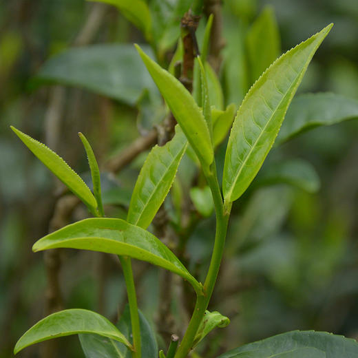 154     易武丁家寨大树春茶。十年沉淀，香醇顺滑。好茶无需多言，尽在一杯中。 商品图1