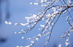 寒时莫道世间冷，茶暖人心三月春