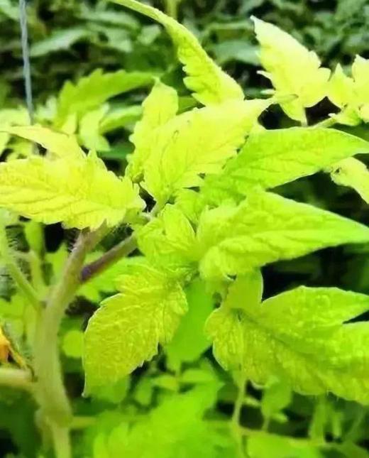 蔬菜缺素症的分析和解决 商品图0