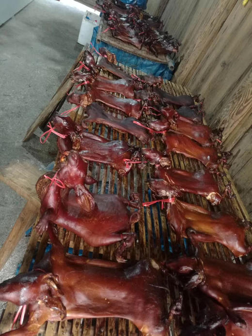 现货泰顺农家腊兔一份3斤左右备年货（请提早下单3天左右到货） 商品图1