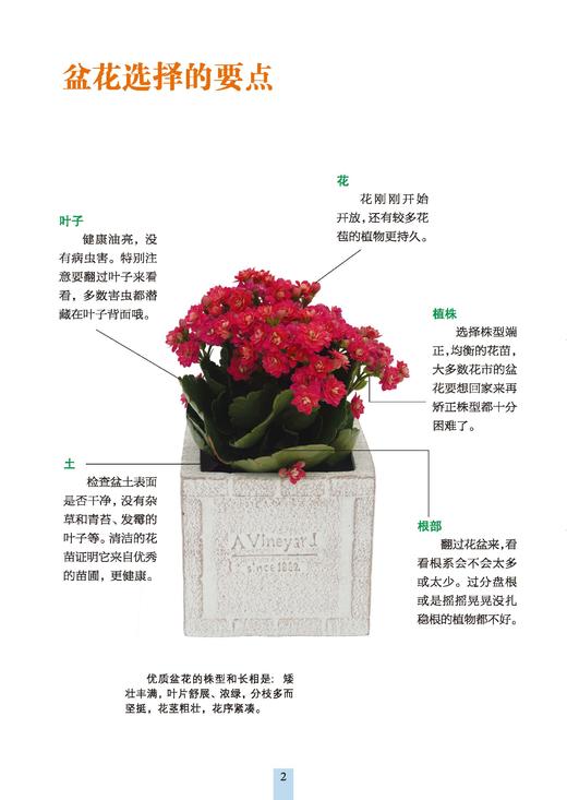 冬季盆花种养手册 商品图2