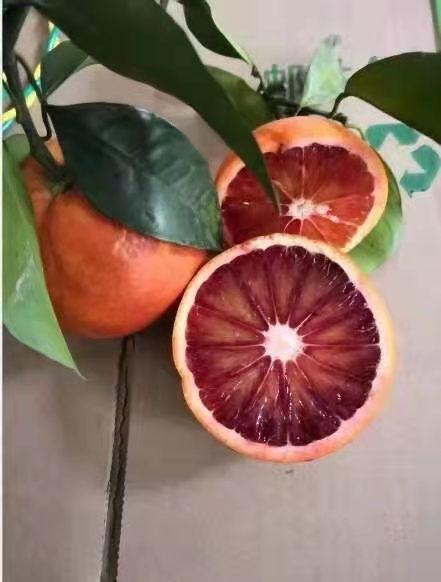 塔罗科血橙 商品图0