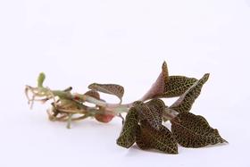  神奇的儒兰金线莲是怎么长出来的？ 