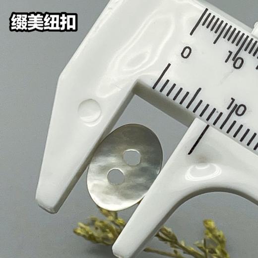 㮋圆二孔马氏贝(整包购买) 商品图4