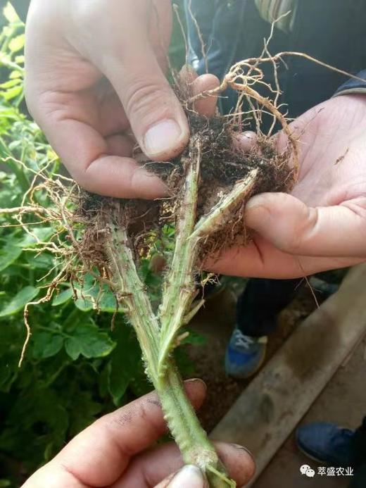 根部病害的防治 商品图0