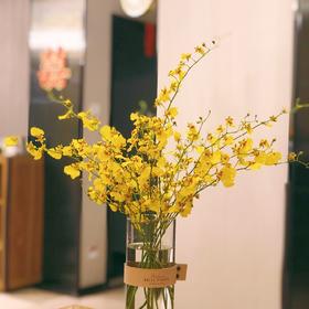 跳舞兰10枝一扎