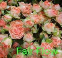 公平泡泡【Fair Flow】 商品图1