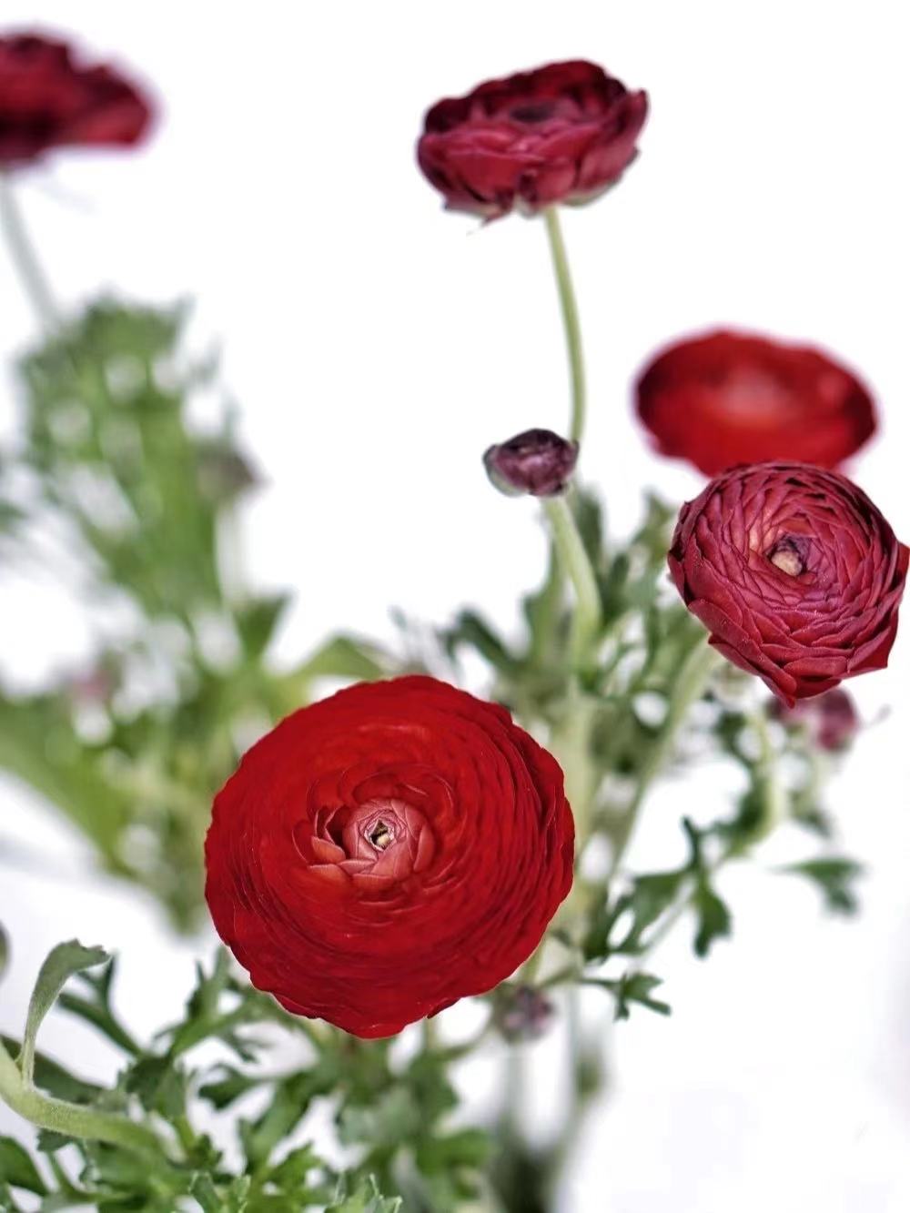 【周四团购】红色、黄色洋牡丹一把39.8元 2人拼团