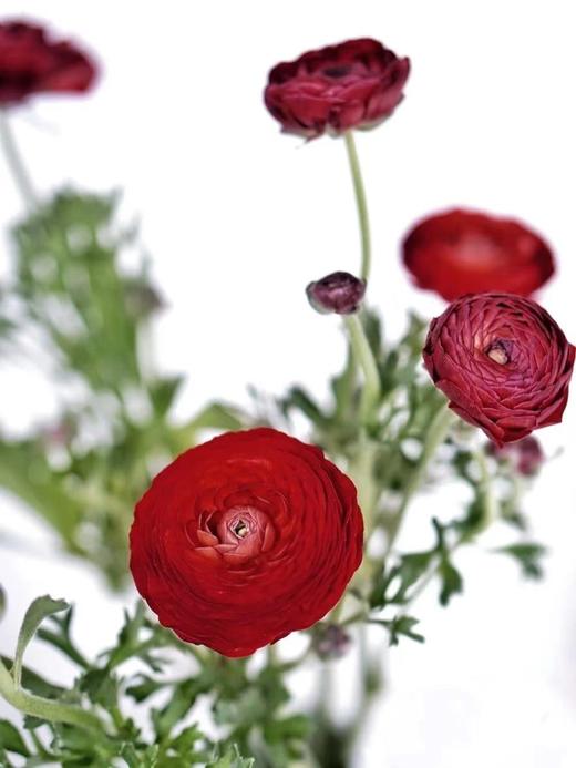 【周四团购】红色、黄色洋牡丹一把39.8元 2人拼团 商品图0