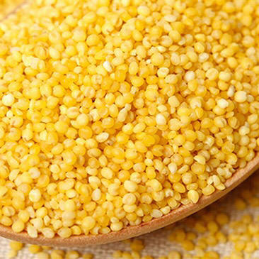 农心小米(2.5kg) 安营杂寨 沈农品质 特色小米 商品图5