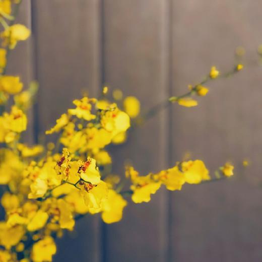 跳舞兰10枝一扎 商品图3