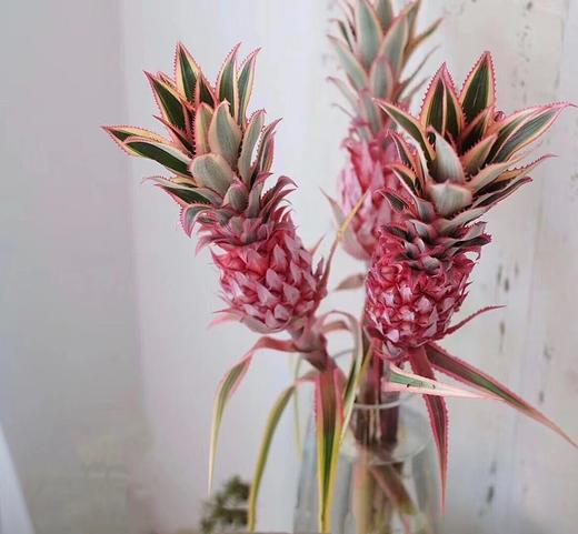 【周四团购】荷兰进口粉色凤梨一枝48.8元 2人拼团 商品图2