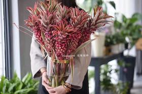 【周四团购】荷兰进口粉色凤梨一枝48.8元 2人拼团