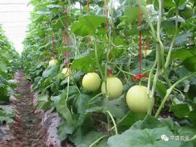 蔬菜僵果的原因和解决措施