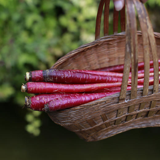 紫玉萝卜1000g精品装（精选中果，20-30根，净重1000g） 商品图7