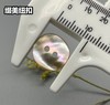 双平二眼鲍鱼贝壳(整包购买) 商品缩略图7