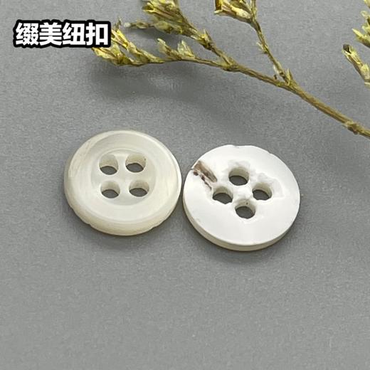 宽边塔螺贝壳(整包购买) 商品图1