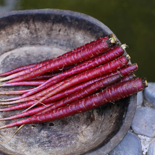 紫玉萝卜1000g精品装（精选中果，20-30根，净重1000g） 商品图6