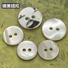 双平二眼塔螺贝壳(整包购买) 商品缩略图3