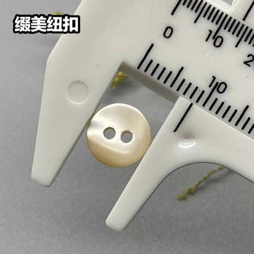 双平二眼塔螺贝壳(整包购买) 商品图7