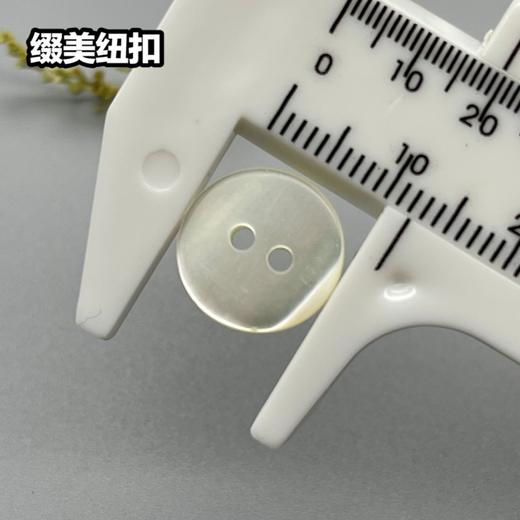 双平二眼塔螺贝壳(整包购买) 商品图6