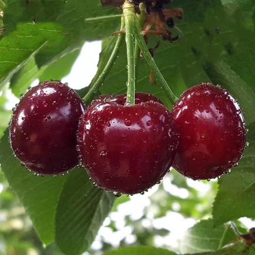 智利原装进口车厘子（云南）-5斤装原箱 商品图0