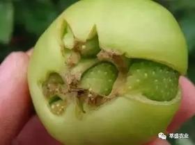 畸形果的发生和预防