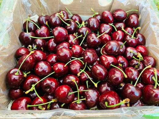 智利原装进口车厘子（云南）-5斤装原箱 商品图2