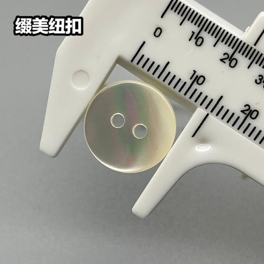 双平二眼塔螺贝壳(整包购买) 商品图5