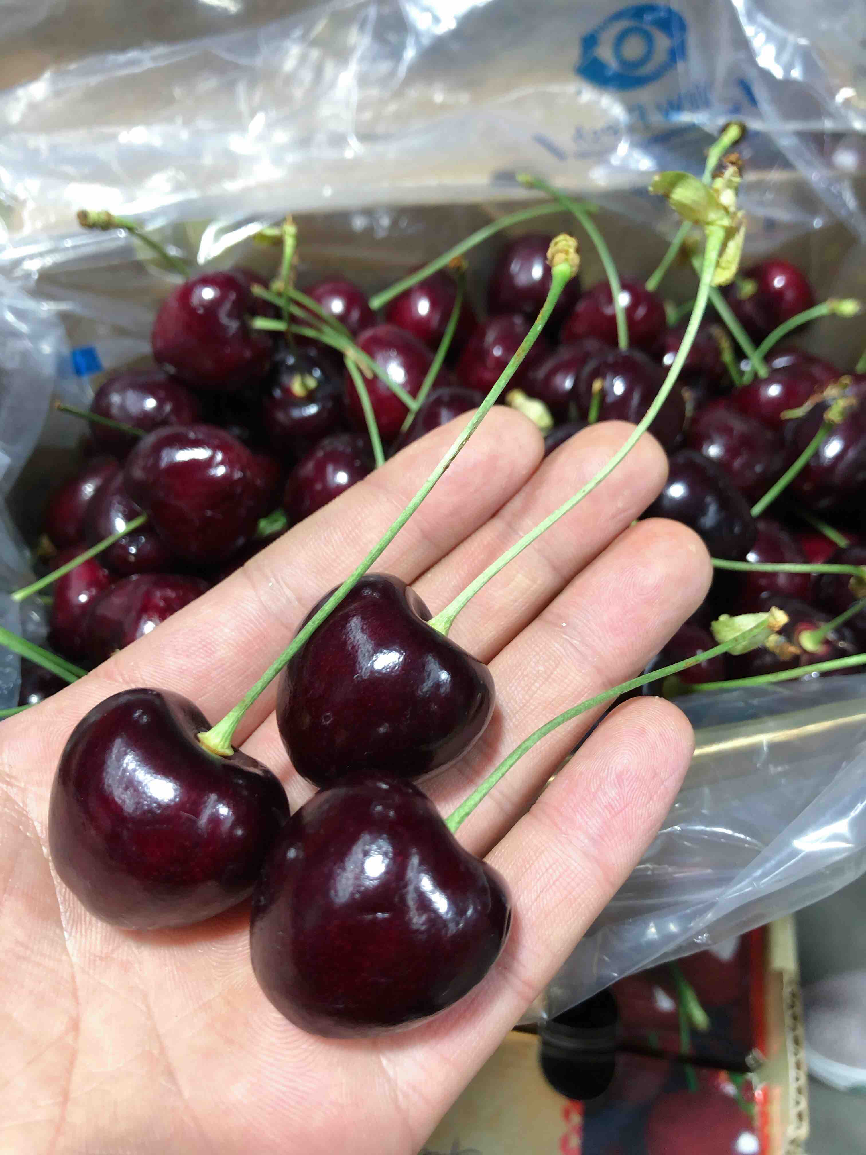 【jj  考迪亚】小蜜蜂黑金版,考迪亚kordia车厘子,大长腿上有小花