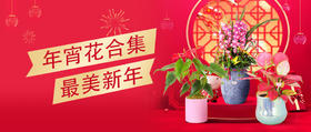 年宵花来咯！最热门的年宵花，你家里安排上了吗？