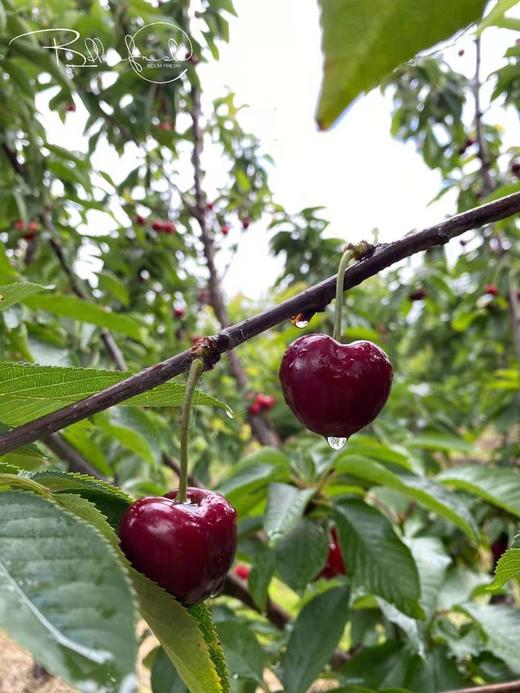 来自世界尽头的鲜美-塔斯马尼亚车厘子 4斤原盒装 商品图5